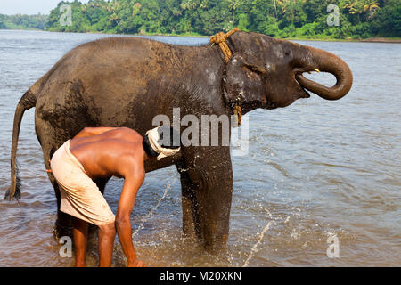 Elefant in Periyar Fluss gebadet wird, in der Nähe von Kodanad Dorf in Kerala, Indien. Stockfoto