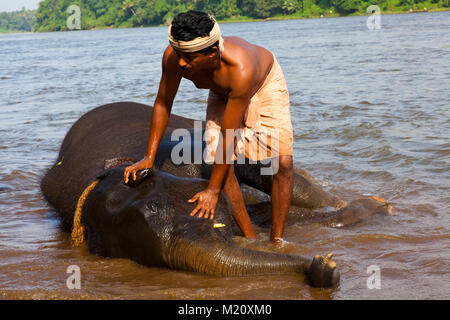 Elefant in Periyar Fluss gebadet wird, in der Nähe von Kodanad Dorf in Kerala, Indien. Stockfoto