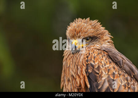 Schwarze Drachen - MILVUS MIGRANS, schöne braune Raptor aus europäischen Wald. Die vogelbeobachtung. Die Falknerei. Stockfoto