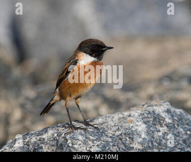 Männliches Schwarzkehlchen Saxicola rubicola saß auf einem Felsen in der vollen Sonne auf der Yorkshire Coast England. Stockfoto