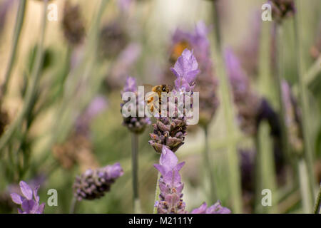 Eine Biene auf Lavendel Stockfoto