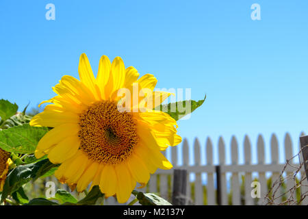 Single Sonnenblume in einem weißen Lattenzaun Garten auf einem Hügel mit Blick auf den Ozean wachsenden Stockfoto