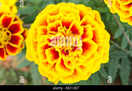 Orange-gelbe Ringelblume Blumen im Garten Center ansehen. Schöne Ringelblume Blumen für Design. Ringelblume Blumen Hintergrund. Frisch und Hell Ringelblume f Stockfoto