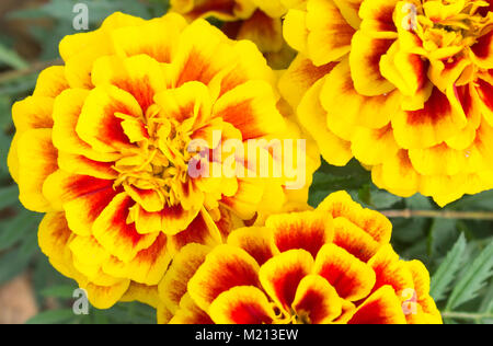 Orange-gelbe Ringelblume Blumen im Garten. Schöne Ringelblume Blumen für Design. Ringelblume Blumen Hintergrund. Frisch und Hell Ringelblume Flo Stockfoto