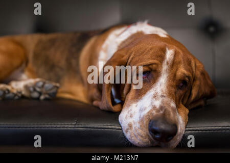 Traurig Basset Hound Festlegung auf der Couch Stockfoto