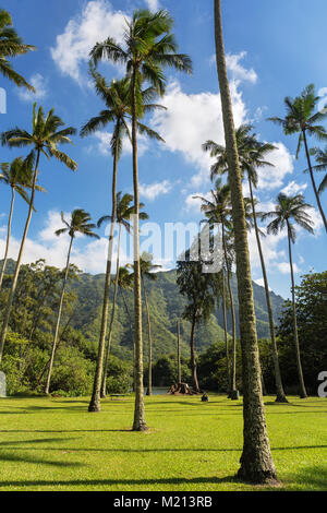 Auf der Suche nach einer Gruppe von Palmen in Oahu, Hawaii USA Stockfoto