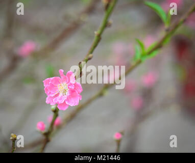 Peach Blumen im Garten in Hanoi, Vietnam. Es ist die besondere Blüte der vietnamesischen neuen Jahr wegen der roten Farbe. Stockfoto