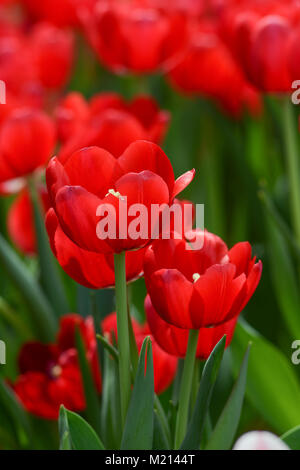 Rote Tulpe Blumen blühen am sonnigen Tag im Botanischen Garten. Stockfoto