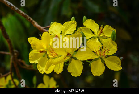 Ochna Partner Blumen im City Park in Saigon, Vietnam. Stockfoto