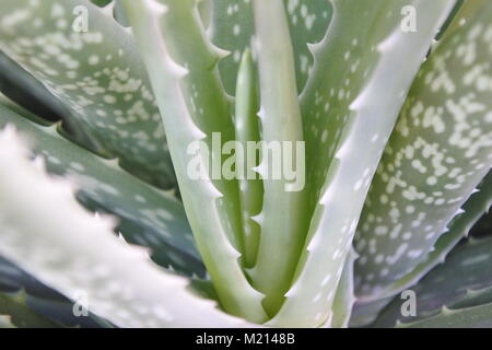 Eine gesunde Aloe vera closeup Schuß Stockfoto