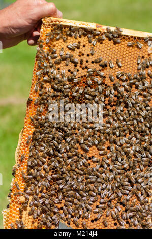Schwarm von Bienen auf wabe Rahmen gehalten, durch die Hand eines männlichen Imker Stockfoto