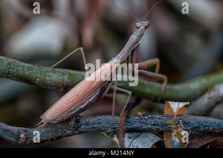 Nahaufnahme von einer Gottesanbeterin (Mantis). Geringe Tiefenschärfe. Stockfoto