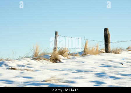 Alberta, Kanada. Alte Stacheldrahtzaun auf der kanadischen Prärien im Winter an einem verschneiten Bergrücken mit gelben Gräser. Stockfoto