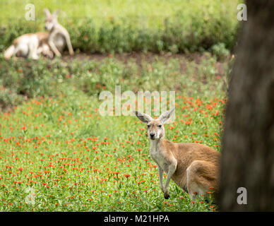 Ein Känguru mit schwarzen und weißen Markierungen auf seinem Gesicht - die Marke der rote Känguru (Macropus rufus). Es ist Peering um hinter einem Baum und Stockfoto