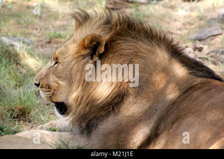 Lion festhalten am Krüger Nationalpark Südafrika Stockfoto