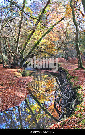 New Forest Stream im Herbst, Hampshire, England Stockfoto