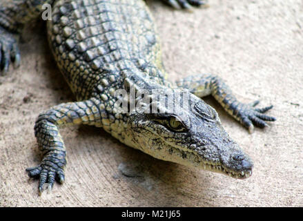 Nilkrokodil im Krüger Nationalpark, Südafrika Stockfoto