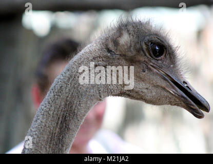 Strauß schließen oben mit nictitating Membran Stockfoto
