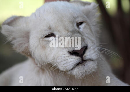 White Lion Welpen oder Cub mit grünen Augen schließen, Stockfoto