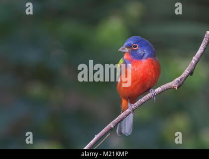 Bunte männlichen Painted Bunting Stockfoto