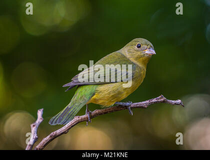 Unreife Painted Bunting Stockfoto