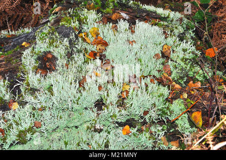 Cladonia Flechten in den New Forest National Park, Hampshire, England Stockfoto