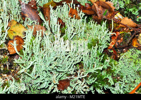 Cladonia Flechten in den New Forest National Park, Hampshire, England Stockfoto