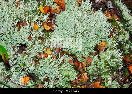 Cladonia Flechten in den New Forest National Park, Hampshire, England Stockfoto