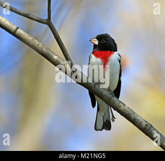 Eine Rose-breasted Grosbeak (Pheucticus ludovicianus) sitzen auf einem Ast. In Kitchener, Ontario, Kanada gedreht. Stockfoto
