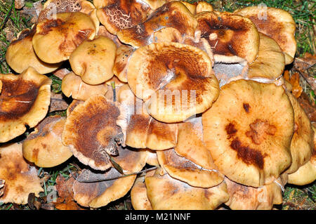 Pilze in den New Forest National Park, Hampshire, England Stockfoto