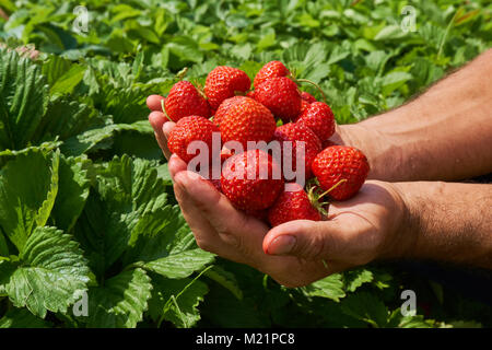 Anonyme Bauer Holding eine handvoll frisch gepflückte Erdbeeren Stockfoto