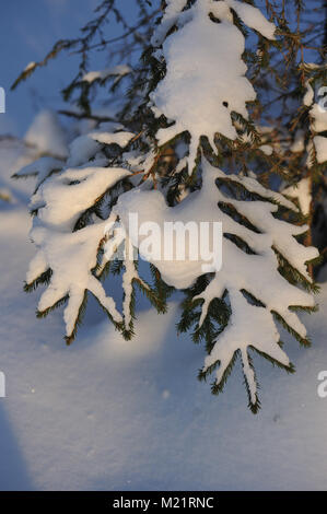 Zweige der Tannen im Abendlicht im Winter frostige Wald. Stockfoto