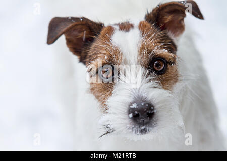 Langhaarige Jack Russell Terrier Hund mit einem Schnee Hintergrund Stockfoto