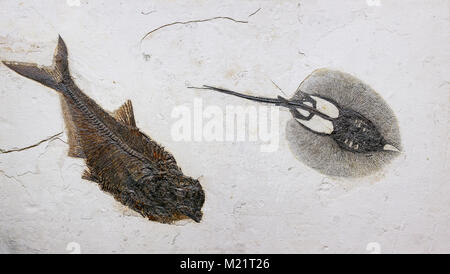 Ein hering (diplomystus) und ein Stingray (Heliobatis Bogenmaß) fossilen aus dem frühen Eozän, Wasatchian Bühne, fossilen See Einlagen. Fossiler See ist Teil Stockfoto