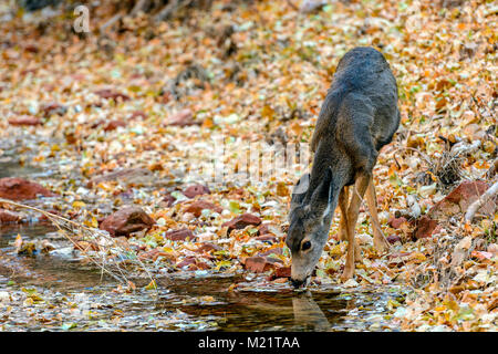 Hirsch (Odocoileus Hemionus) im Zion National Park Stockfoto