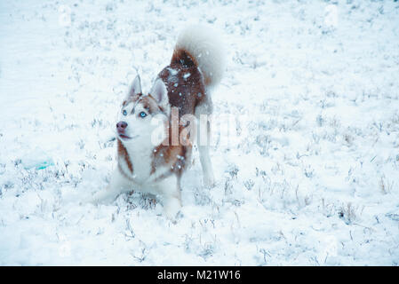 Ein Bild von einem Siberian Husky Welpen im Schnee spielen auf seinen ersten Schnee Tag Stockfoto