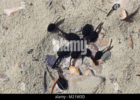 Eine Schule der Kaulquappen Gruppierung im flachen Wasser. Stockfoto