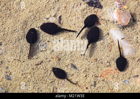 Eine Schule der Kaulquappen Gruppierung im flachen Wasser. Stockfoto