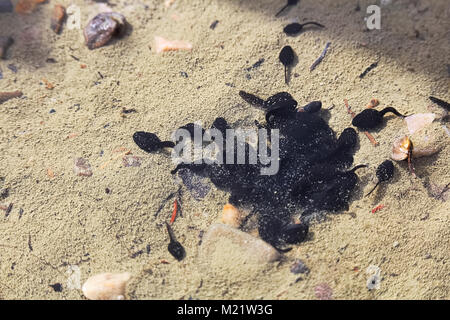 Eine Schule der Kaulquappen Gruppierung im flachen Wasser. Stockfoto