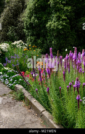 Sonne und Blumen Schmetterlinge in den Garten bringen. Stockfoto