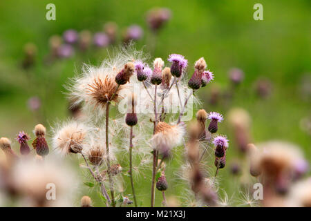 Speer Distel Pflanze in einem Wald Wiese Wiese im südlichen Polen Stockfoto