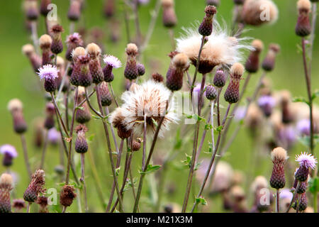 Speer Distel Pflanze in einem Wald Wiese Wiese im südlichen Polen Stockfoto