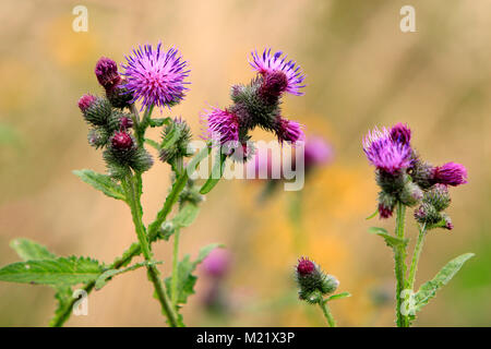 Speer Distel Pflanze in einem Wald Wiese Wiese im südlichen Polen Stockfoto