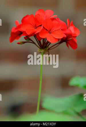 Speer Distel Pflanze in einem Haus Garten im südlichen Polen Stockfoto