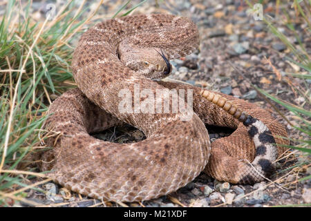 Die Texas-klapperschlange Klapperschlange oder Texas Diamond (Crotalus Atrox) ist eine giftige Klapperschlange Arten in den Vereinigten Staaten und Mexiko. Es ist verantwortlich für die Mehrzahl der snakebite Todesfälle. Stockfoto