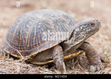 Die Wüste box Turtle (Terrapene ornata Luteola) ist eine Unterart der box Turtle, die endemisch im Südwesten der USA und im nördlichen Mexiko. Stockfoto