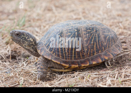 Die Wüste box Turtle (Terrapene ornata Luteola) ist eine Unterart der box Turtle, die endemisch im Südwesten der USA und im nördlichen Mexiko. Stockfoto