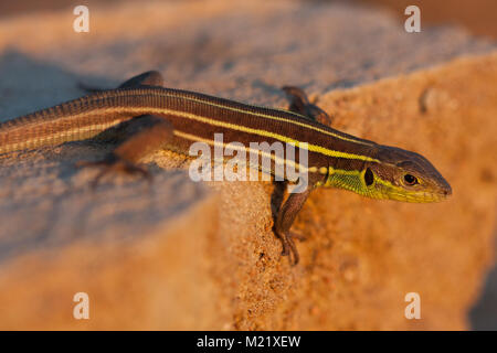 Juvenile Balkan grüne Eidechse (Lacerta Trilineata) ist eine Pflanzenart aus der Gattung der Eidechse in der Familie Lacertidae im Sonnenuntergang Stockfoto