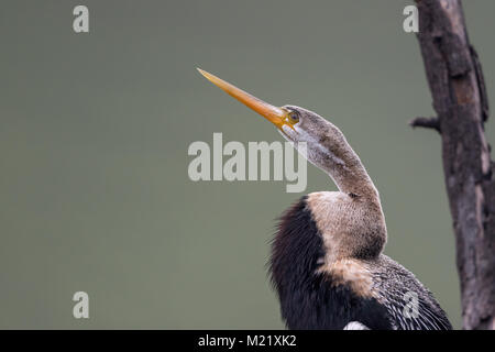 Das Oriental darter oder indische Schlangenhalsvogel (Anhinga melanogaster) am See Bharatpur Vogelschutzgebiet, Rajasthan, Indien Stockfoto