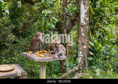 Drei Affen essen Bananen Stockfoto